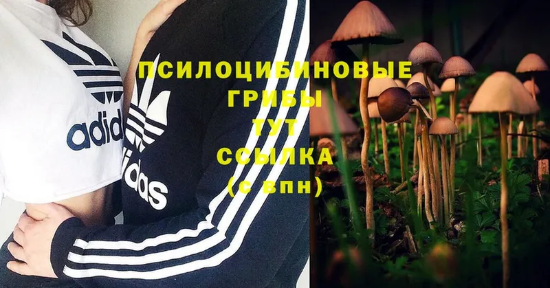 Псилоцибиновые грибы Psilocybine cubensis  Кунгур 